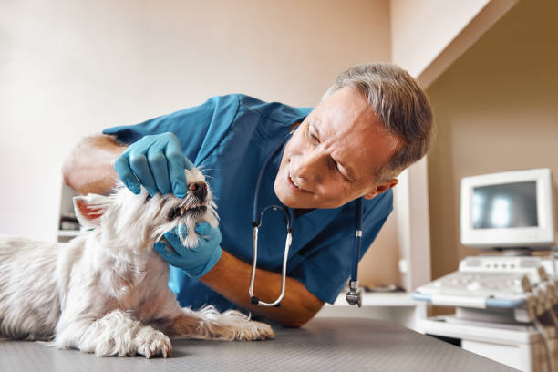 Best Emergency X-Rays and Diagnostics in Kearny, NJ